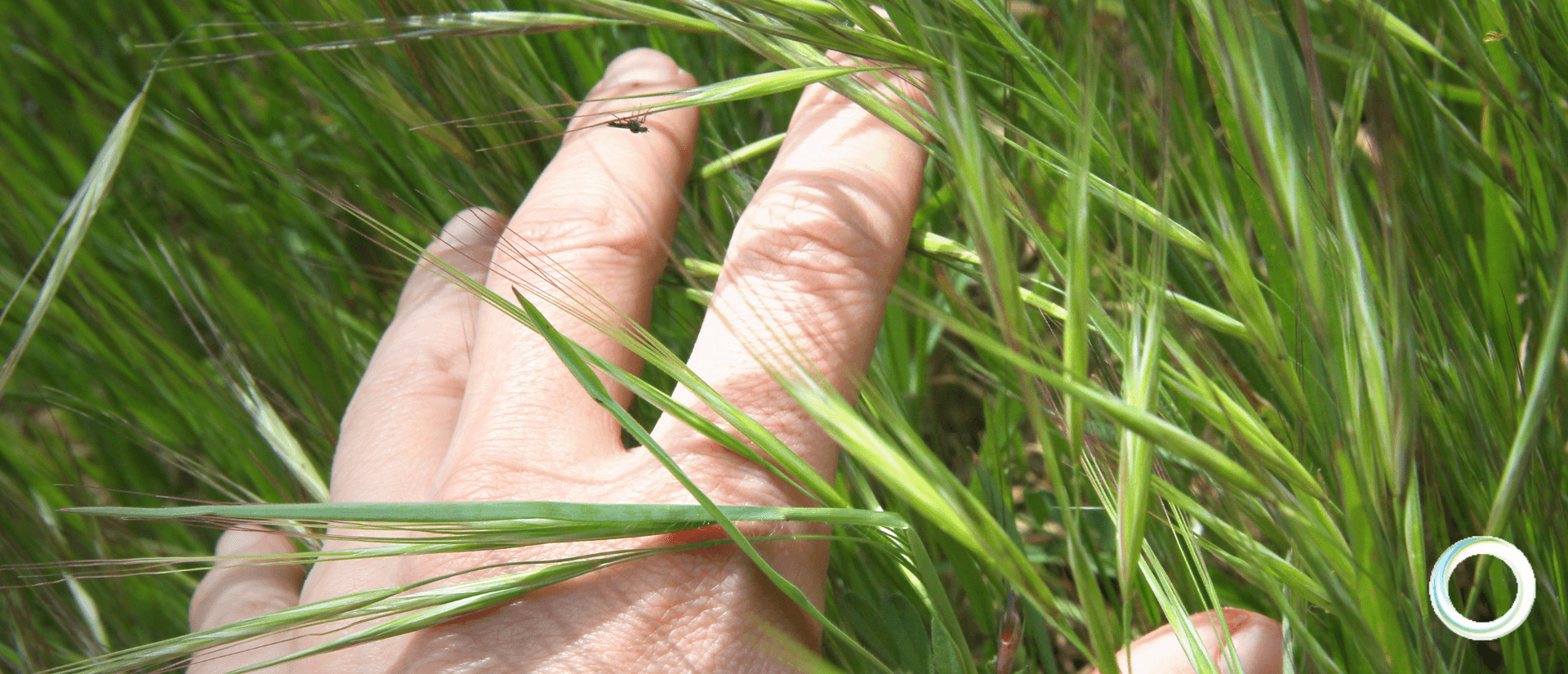 hand running fingers through grass